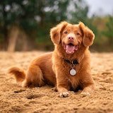 Picture of a dog